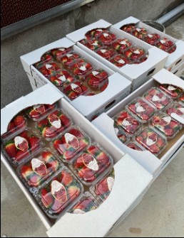 توت فرنگی مخصوص گلخانه