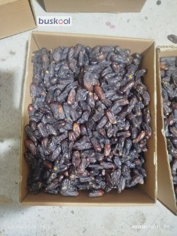 خرما ربی و مضافتی