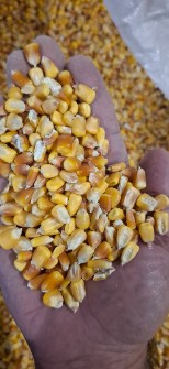 جو روس، ذرت و کنجاله سویا برزیل