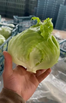 کاهوآیسبرگ