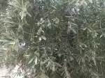 فروش زیتون سر درختی