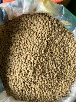 عدس درشت روس