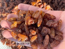 کشمش آفتابی