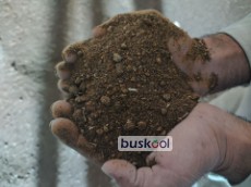 کنجاله گلزا