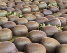 کیوی هایواردطلایی