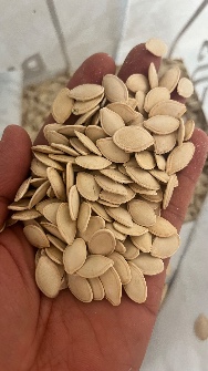 تخمه کدو گوشتی سایز 11 پلاس