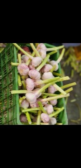 سیر تر اعلا