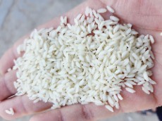 برنج عنبربو حاج احمد