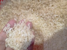 برنج کامفیروز سورت شده درجه یک