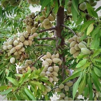 نهال بادام تونو و مامایی