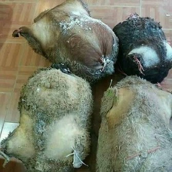 پنیر موتال گوسفندی