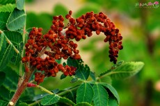 سماق قرمز و سیاه