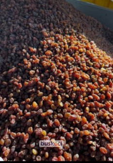 کشمش آفتابی بی هسته پرگوشت،،