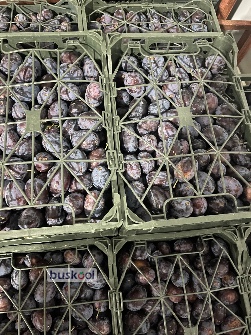 الوخرمایی درجه 1