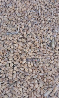 گندم انباری