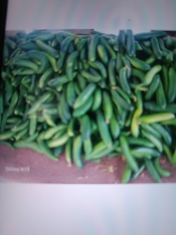 خیارشور ویژه ونول