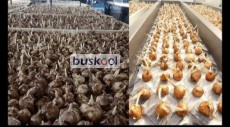 پیاز زعفران