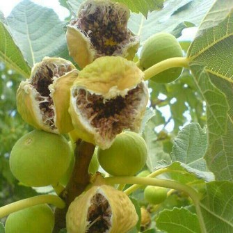 نهال انجیر زرد خشکباری و استهبان و انجیر گلابی