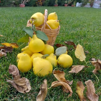 نهال به تایلندی و به اصفهانی  به ترک