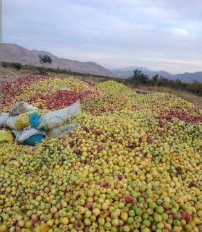 سیب زیر درختی