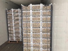 کیوی سورت هند کی آر کد