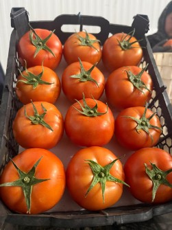 گوجه فرنگی گلخانه