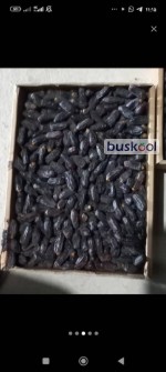 خرمای  ربی
