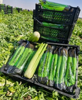 کرفس درجه یک