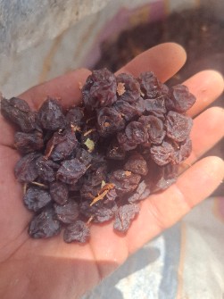 کشمش و مویز