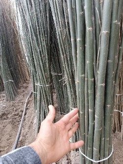 نهال کبوده ایتالیایی