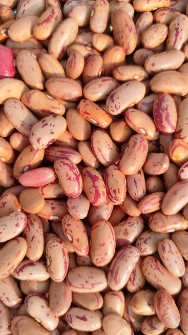 لوبیا چیتی ازبک