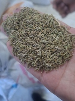 زیره سبز ممتاز