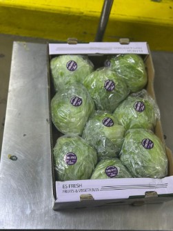 کاهو آیسبرگ