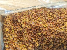 کشمش بیدانه آفتابی.خرمایی .طلایی