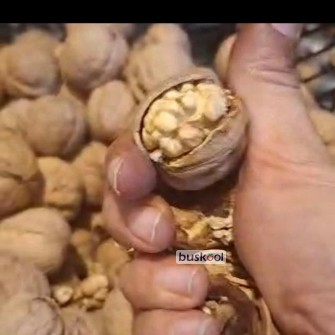گردوی پوست کاغذی و پر چرب اعلای نهاوند