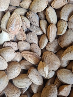 بادام سنگی، بادام درختی
