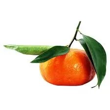 نهال نارنگی ماندارین