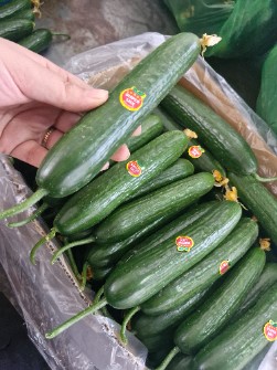 خیار گلخانه ای کارتن