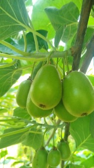 کیوی تو سرخ