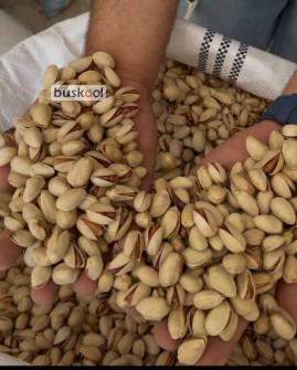 پسته احمداقایی. اکبری. فندقی