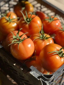 گوجه فرنگی دافنیس