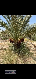 درخت نخل مضافتی و خاصی