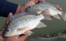 ماهی تیلاپیا