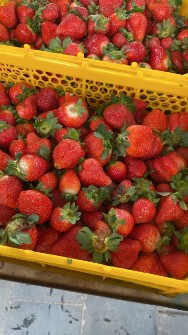 توت فرنگی فریز داریر