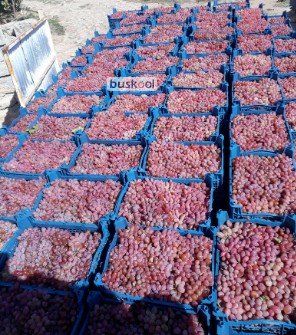 انگور کلاهداری