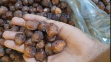 خرما مرداسنگ برهی خاصوی مضافتی