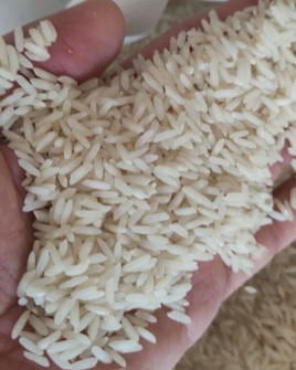 برنج طارم کشت دوم اعیونی