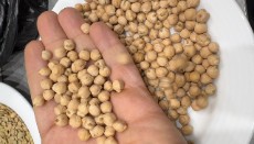 نخود فلافلی روس