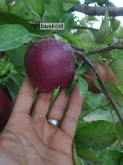 سیب قرمز استخوانی کوهستان