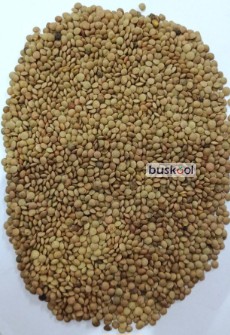 عدس ریز روسی